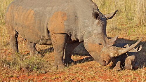 Rhino Conservation Experience in South Africa