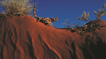Explore Alice Springs