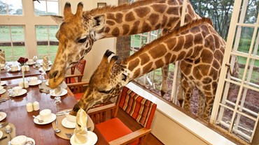 Get up close to the giraffes