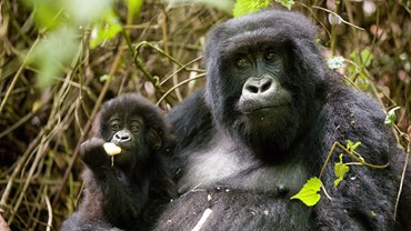Tracking the Silverback mountain gorillas