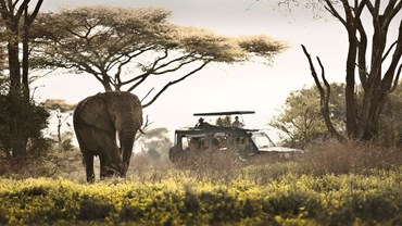 On Safari in the Serengeti