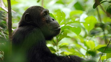 Chimpanzee tracking in the Mahale Mountains