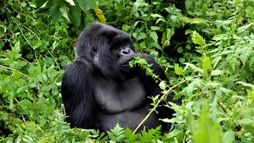 Meet the gorillas